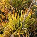 Arthrocnemum macrostachyum Likasa