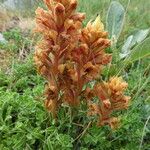 Orobanche rapum-genistae Flor