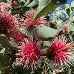 Hakea laurina Λουλούδι