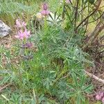 Lupinus hispanicus 形态