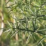 Asparagus aphyllus Leaf