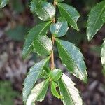 Azara lanceolata Blatt
