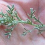 Brocchia cinerea Deilen