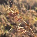 Themeda triandra Vaisius