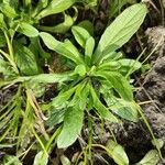 Valerianella locusta Leaf