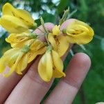 Laburnum anagyroidesFleur