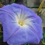 Ipomoea tricolor Квітка