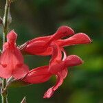 Salvia darcyi Flor