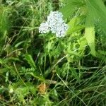 Achillea millefolium花