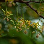 Tamarindus indica Blomma