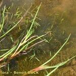 Juncus heterophyllus Habitat