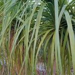 Beaucarnea recurvata Leaf