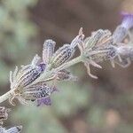 Lavandula lanata 花