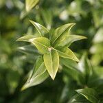 Sarcococca pruniformis Fuelha