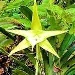 Angraecum sesquipedale Flower