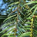 Torreya californica Folha