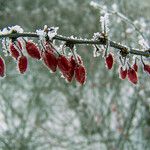 Berberis vulgaris Hedelmä