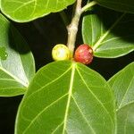 Ficus ovalis List
