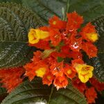 Chrysothemis pulchella Flower