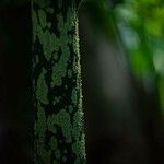 Amorphophallus paeoniifolius Rinde