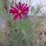 Cosmos bipinnatusFlower