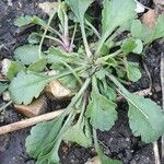 Leucanthemum ircutianum Листок