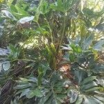 Philodendron adamantinum