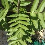 Kalanchoe pinnata Blatt