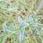 Genista tinctoria List