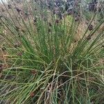 Juncus conglomeratus Habit