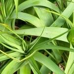 Kniphofia northiae Leaf