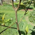 Prunus napaulensis Bark