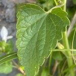 Scutellaria albida 葉