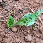 Drimiopsis maculata Leaf