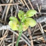 Polygala microphylla Frutto