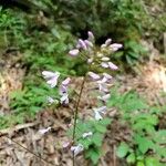 Hylodesmum glutinosum Floare