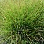 Carex elata Fuelha