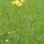 Crepis biennis Elinympäristö