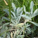 Alyssum montanum Blatt