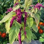 Amaranthus caudatus Цвят