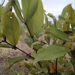 Combretum apiculatum Leaf