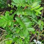Pistacia aethiopica ഇല
