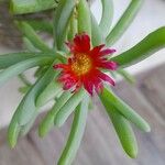 Malephora crocea Fiore