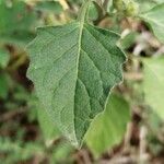 Solanum nigrum Levél