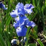 Iris pallida ফুল