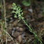 Lepidium hirtum Fruitua