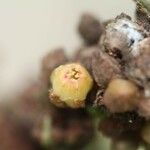 Planchonella rufocostata Квітка