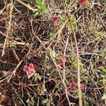 Indigofera volkensiiFlower