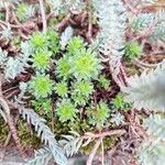 Saxifraga praetermissa Leaf