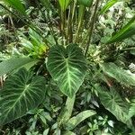 Philodendron verrucosum Blad